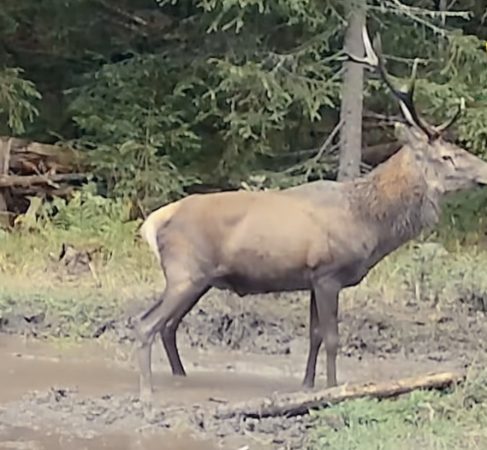 Mesajul zilei  – „eu sunt șeful!”:  Cerbul alfa intră în scenă,  spectacol și boncănit în pădurile României 