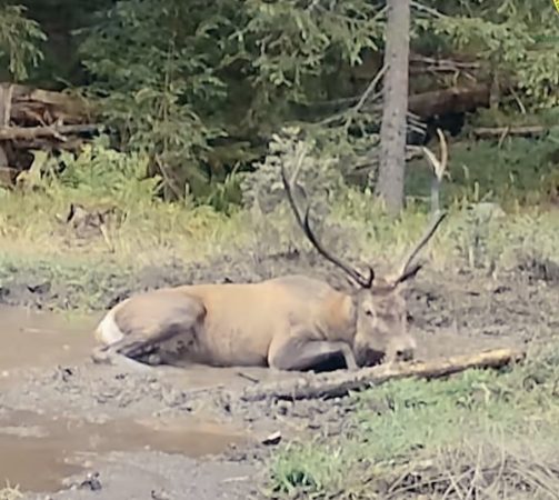 Mesajul zilei  – „eu sunt șeful!”:  Cerbul alfa intră în scenă,  spectacol și boncănit în pădurile României 