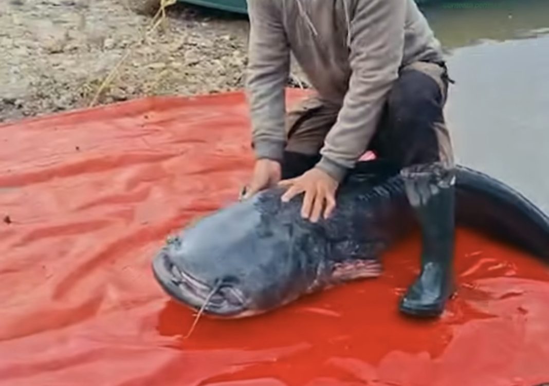 Somn gigant prins și eliberat în râul Mureș