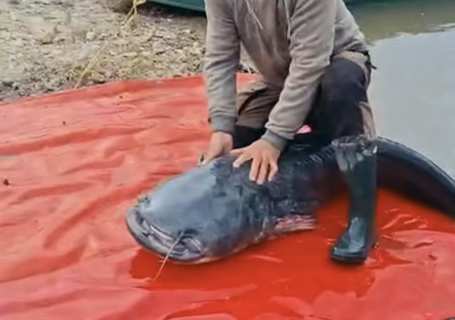 Somn gigant prins și eliberat în râul Mureș