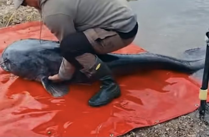 Somn gigant prins și eliberat în râul Mureș