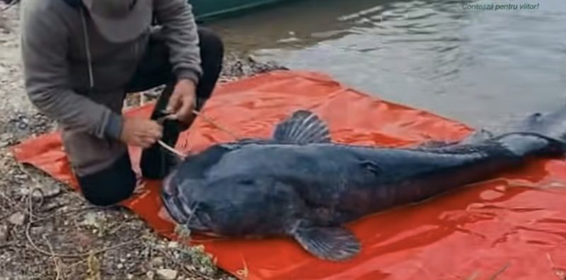 Somn gigant prins și eliberat în râul Mureș