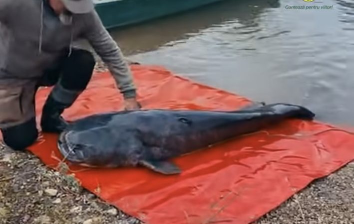 Somn gigant prins și eliberat în râul Mureș