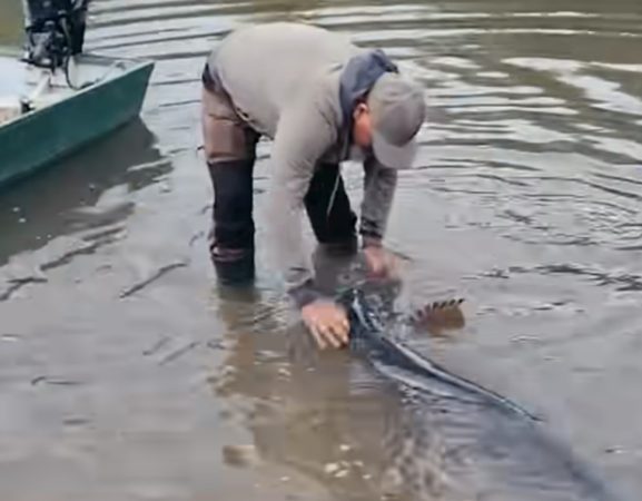 Somn gigant prins și eliberat în râul Mureș