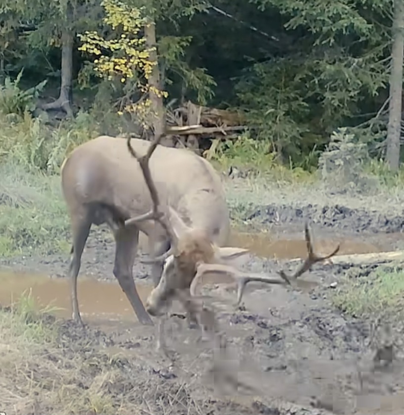 Spectacol în pădure