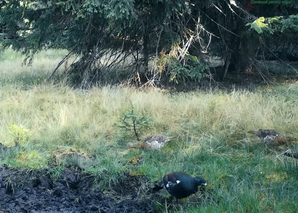 Toamna- Toamna și „rotitul fals” la cocoșul de munte în Parcul Natural Apuseni