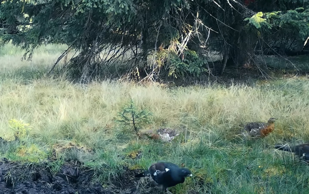 Toamna și „rotitul fals” la cocoșul de munte în Parcul Natural Apuseni