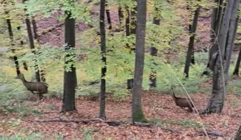 Viața sălbatică în pădurile de pe Valea Dâmboviței: Cerbi și căprioare surprinși în habitatul lor natural Viața sălbatică în pădurile de pe Valea Dâmboviței: Cerbi și căprioare surprinși în habitatul lor natural