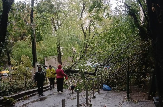 Vijelie în București: peste 80 de copaci doborâți și 23 de mașini avariate