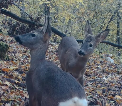 Imaginile zilei: Căpriori jucăuși surprinși în pădurile României 