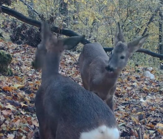 Imaginile zilei: Căpriori jucăuși surprinși în pădurile României 