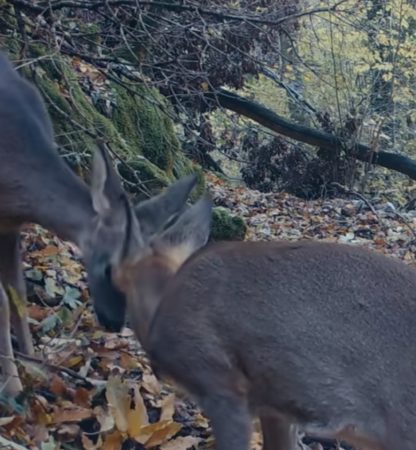 Imaginile zilei: Căpriori jucăuși surprinși în pădurile României 