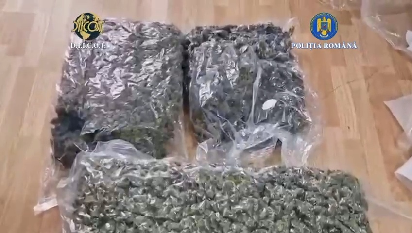 Captură record în Dâmbovița, 41 de kilograme de canabis, interceptate la Găești și Târgoviște