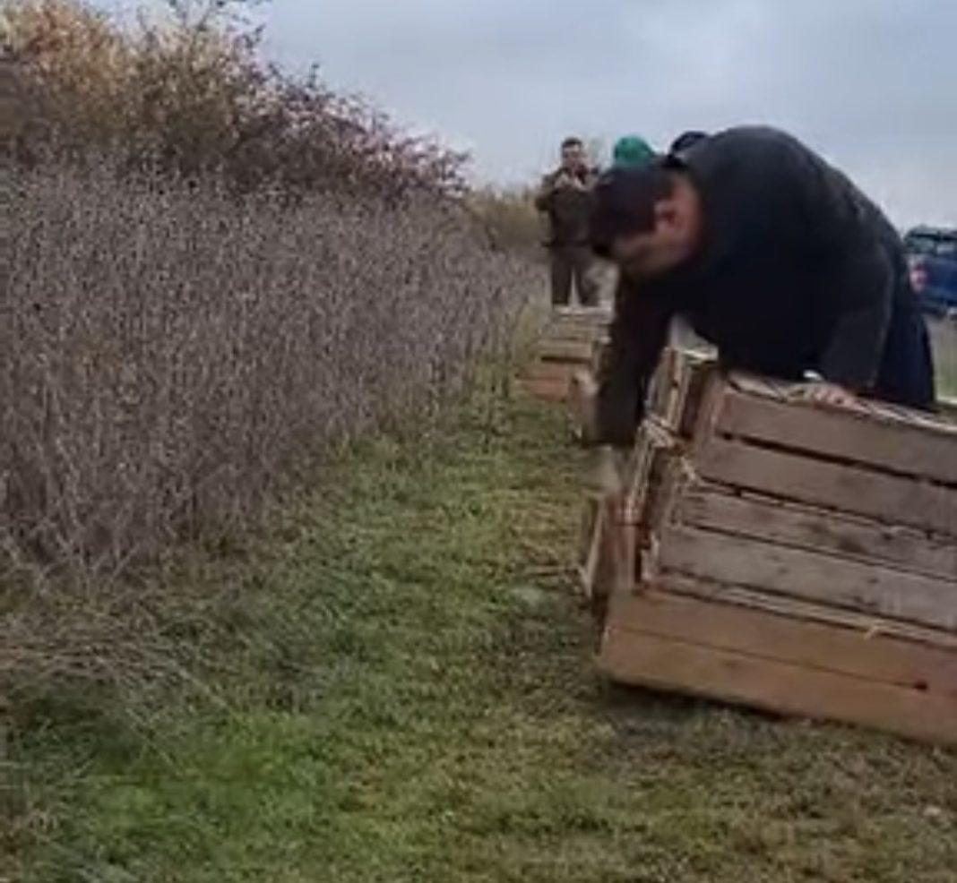 Fazanii revin în pădurile județului Dâmboviței: Acțiune de populare pentru protecția faunei sălbatice