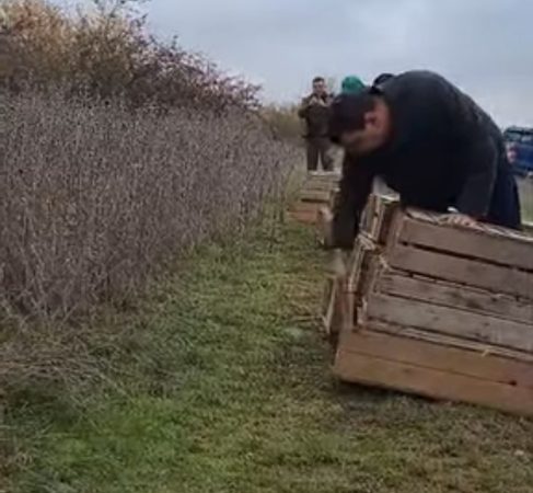 Fazanii revin în pădurile județului Dâmboviței: Acțiune de populare pentru protecția faunei sălbatice