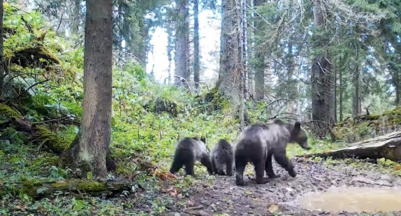 Imaginile zilei: Ursoaica cu trei pui surprinsă în pădure