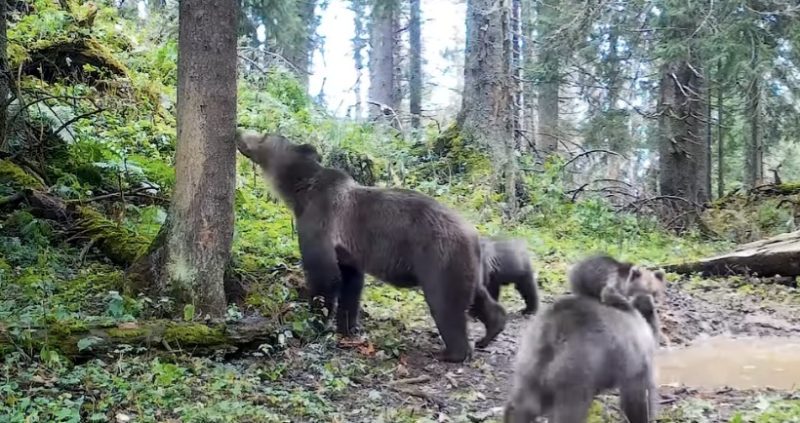 Imaginile zilei: Ursoaica cu trei pui surprinsă în pădure