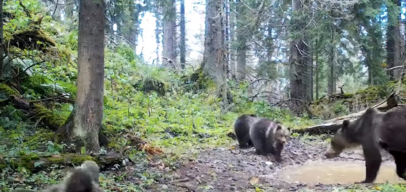 Imaginile zilei: Ursoaica cu trei pui surprinsă în pădure