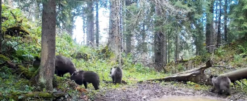 Imaginile zilei: Ursoaica cu trei pui surprinsă în pădure