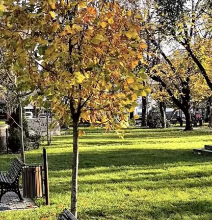 Primăria Târgoviște menține curățenia și spațiile verzi, chiar și în plină toamnă