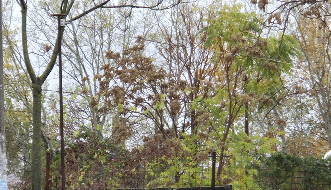 Vreme ploioasă și foarte rece în județul Dâmbovița 