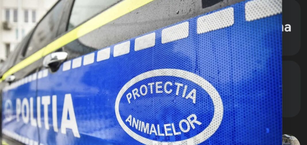 Intervenție veterinară ilegală, finalizată tragic, un bărbat din Argeș, plasat sub control judiciar