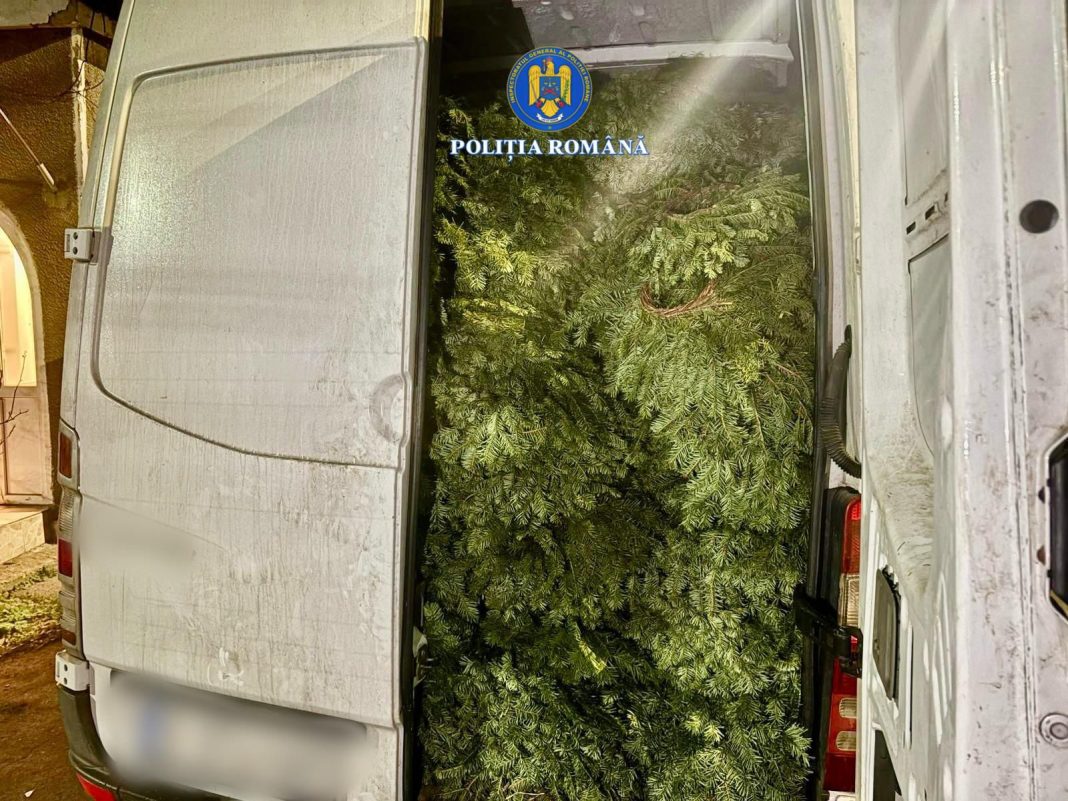 Transport ilegal de cetină de brad, oprit de polițiștii din Fieni 