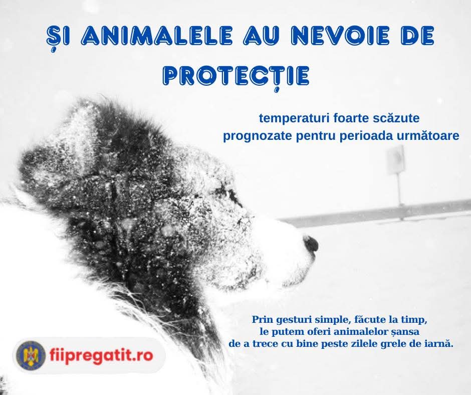 Protejați animalele în perioadele cu ger extrem