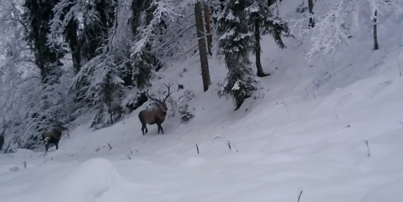 Iarna în habitatul cerbilor, imagini din Parcul Național Călimani