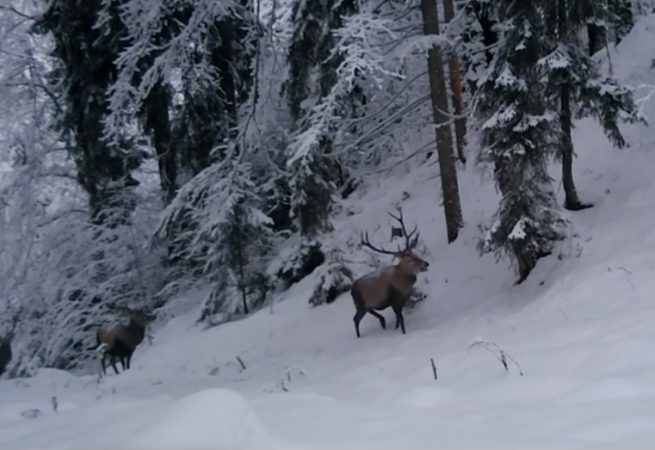 Iarna în habitatul cerbilor, imagini din Parcul Național Călimani