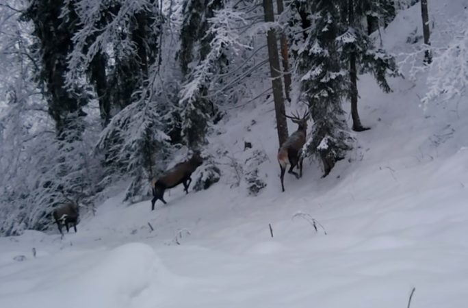 Iarna în habitatul cerbilor, imagini din Parcul Național Călimani