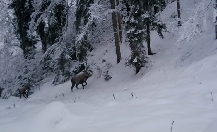Iarna în habitatul cerbilor, imagini din Parcul Național Călimani
