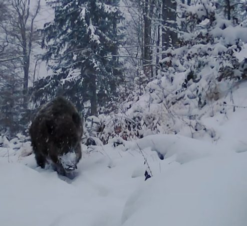 Zăpada, teren de joacă pentru mistreți