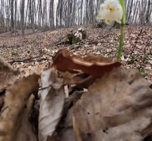 Ghioceii bogați – comoara fragilă a  pădurilor, pusă în pericol de culegerea necontrolată 