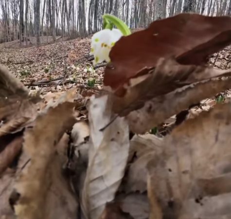 Ghioceii bogați – comoara fragilă a  pădurilor, pusă în pericol de culegerea necontrolată 