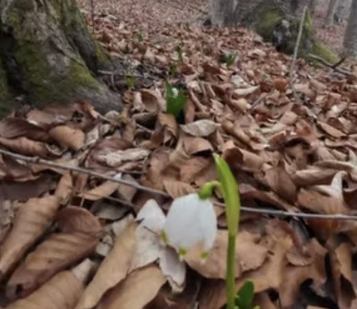 Ghioceii bogați – comoara fragilă a  pădurilor, pusă în pericol de culegerea necontrolată 
