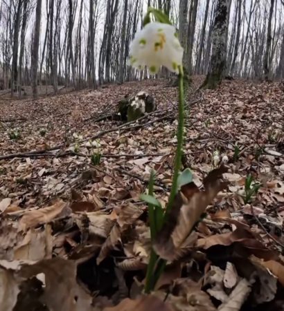 Ghioceii bogați – comoara fragilă a  pădurilor, pusă în pericol de culegerea necontrolată 