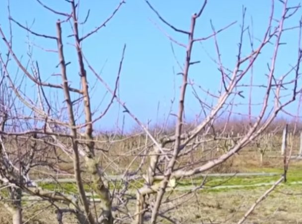 Termen limită pentru sprijinul acordat pomicultorilor din Voinești! 
